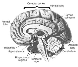 Parts-of-brain