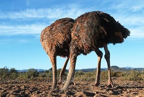 Ostrich-head-in-sand